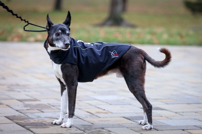 Ariat Softshell Dog Jacket